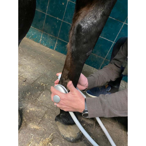 Winshock EQUIN - Winback